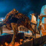 Penyedia Catering Kambing Guling Daerah Manado